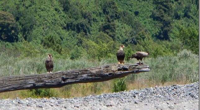 birding tours around Chile