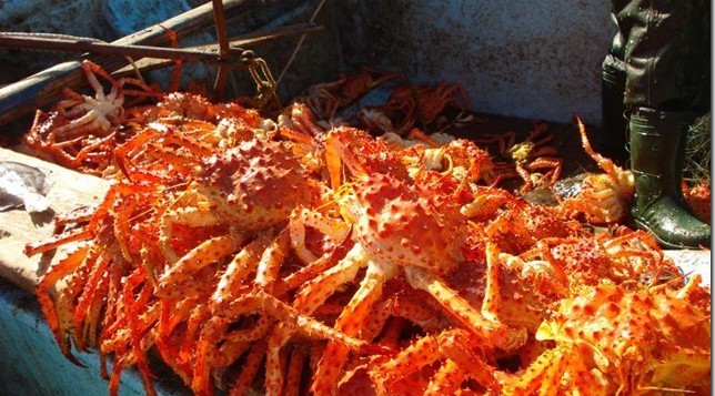 king crab seafood lunches on Chiloe Tours