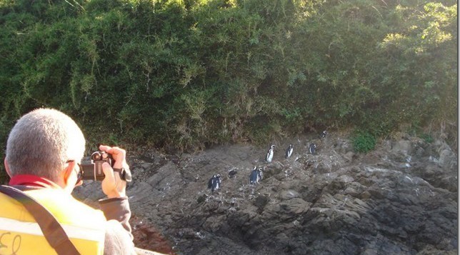 Penguin Tours Chile From Puerto Varas Puerto Montt